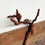How to Spot Termite Droppings and Other Early Signs of an Infestation