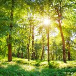 How This Warm Winter Will Affect Your Trees