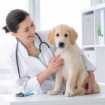 The Rising Cost of Veterinary Care: Why It’s Still a Bargain and How to Plan for It