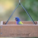 How to Help Our Feathered Friends in the Spring