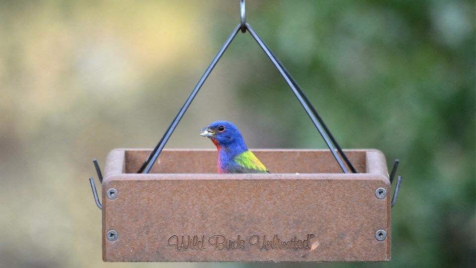How to Help Our Feathered Friends in the Spring