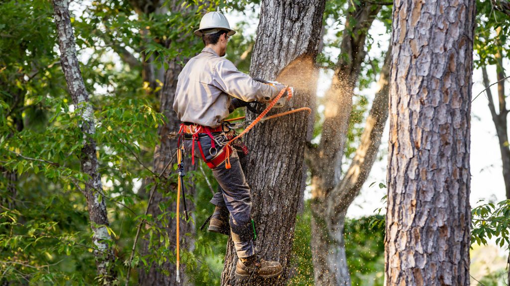 Tree Trimming and Cutting in New Orleans