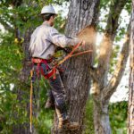 Tree Trimming and Cutting in New Orleans