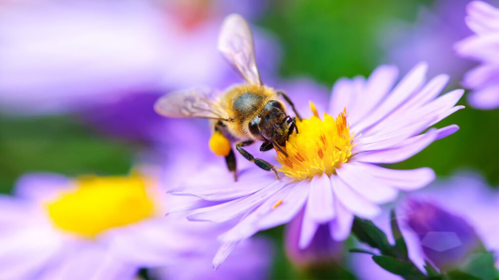 Spring Mosquito Control That Saves Bees
