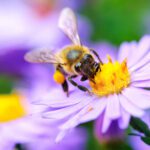 Asthma & Allergy of Idaho: Stinging Insect Allergy