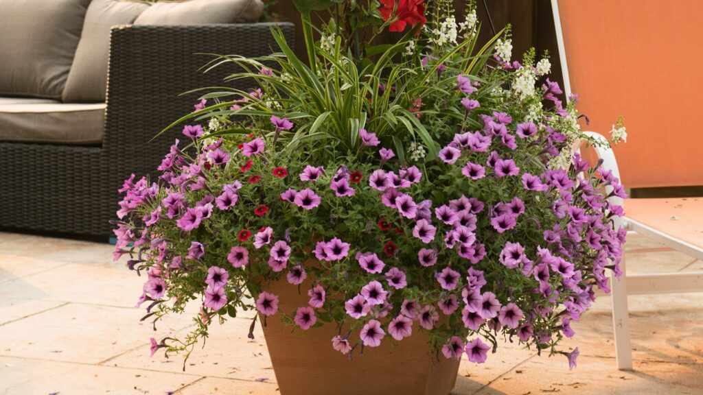 How to Bring Your Garden to Life with Both Annuals & Perennials