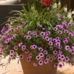 How to Bring Your Garden to Life with Both Annuals & Perennials
