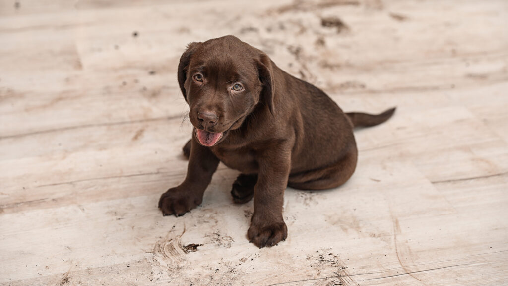 Why Active Households Choose Sheboygan Flooring and Shaw Pet Perfect