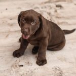 Why Active Households Choose Sheboygan Flooring and Shaw Pet Perfect