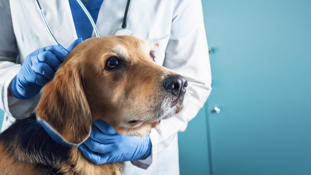 Could Your Dog Be Showing Early Signs of Cancer?