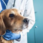 Pet Safety Alert: Snake Bite Prevention and Emergency Steps