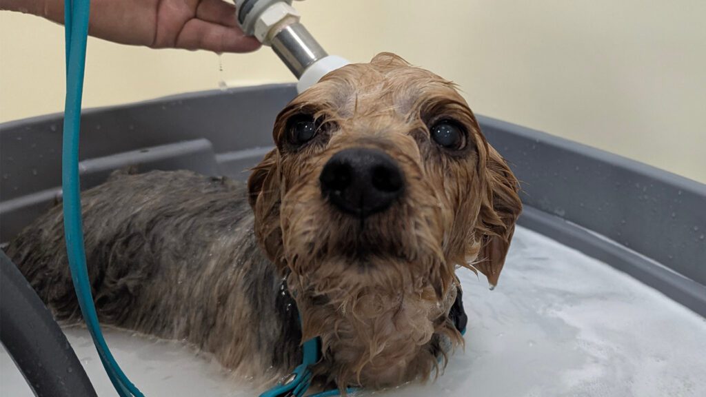 The Hidden Benefits of Routine Pet Grooming: Essential Care for Every Coat