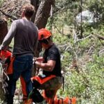 Why Hiring an ISA Certified Arborist Matters for Your Trees