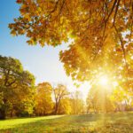 Why Scheduling Tree Work Before Spring Matters