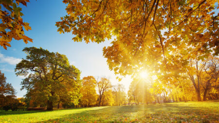 Fall trees in park at sunrise