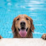 Doggy Paddle Time: The Health Benefits of Swimming for Dogs