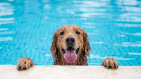 Golden retriever dog in swimming pool