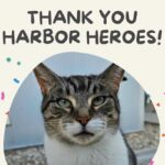 Harbor Heroes: The Monthly Donors Powering Harbor Humane’s Mission