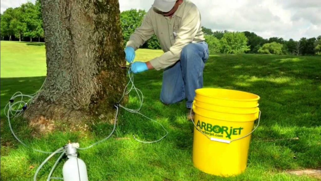 Root-Level Protection: Why April and May Are Prime Time for ‘Old Man’ Tree Care