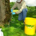 Root-Level Protection: Why April and May Are Prime Time for ‘Old Man’ Tree Care