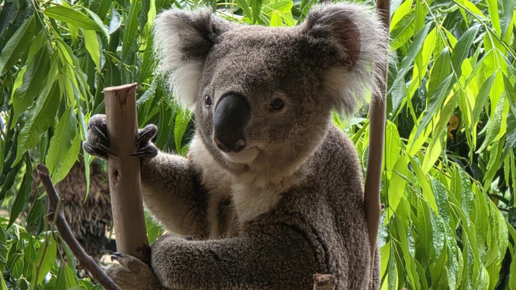 A Portrait of Australia and New Zealand