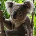 A Portrait of Australia and New Zealand