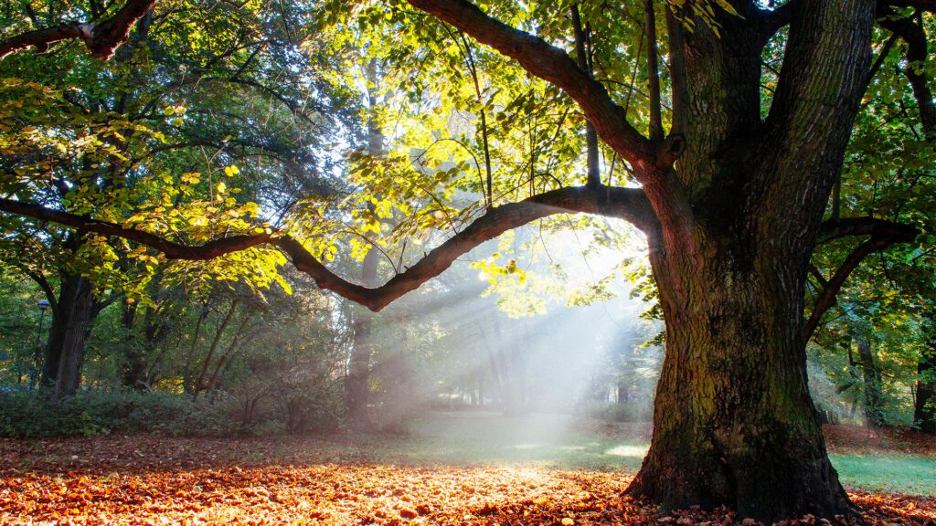 Strong Communities Are Rooted in Strong Trees