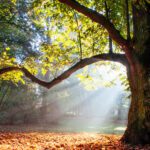 A Relationship With a Certified Arborist Is Not a Bad Idea
