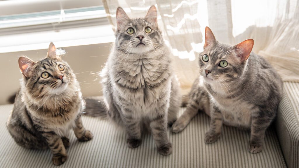 Cats Have Their Own Rulebook: The Subtle Language of Cats—and Why It Matters