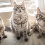 Leon, Mozzie, and Trip: The 3-Legged Cat Crew
