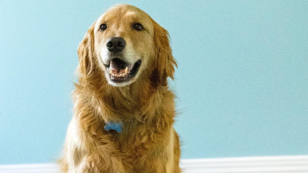 Comfort on Four Paws: The Role of Therapy Dogs in the Dental Office