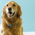 Comfort on Four Paws: The Role of Therapy Dogs in the Dental Office