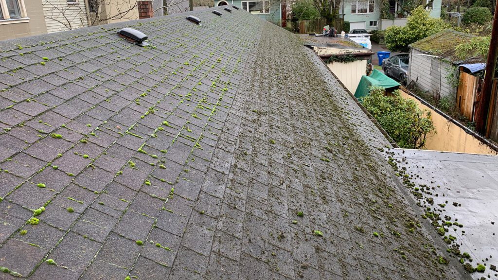 What’s Growing on Your Roof? Why Spring Moss Removal Matters More Than You Think