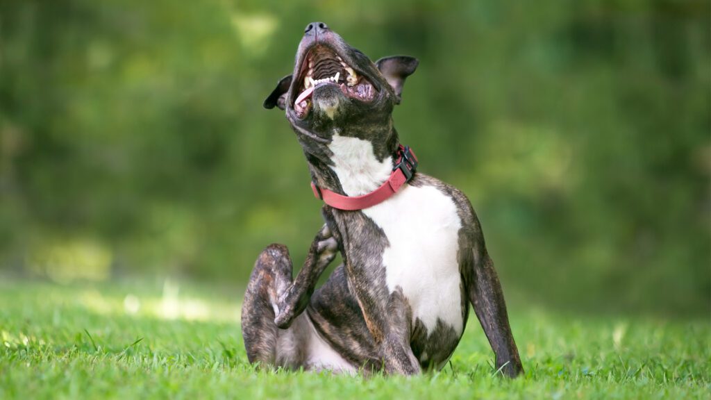 Causes of Itching in Your Dog (and How to Tackle Them!)