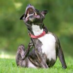Causes of Itching in Your Dog (and How to Tackle Them!)