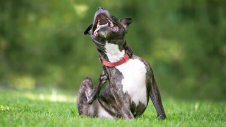 Pitbull terrier mix dog scratching in grass