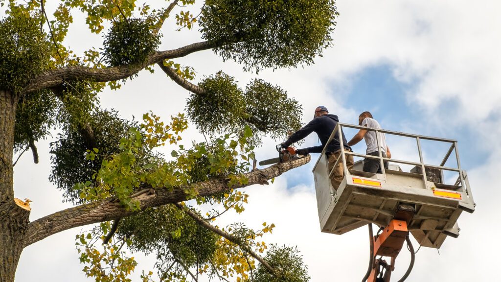 The Biggest Tree Myths — And What’s Actually True