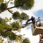 The Biggest Tree Myths — And What’s Actually True