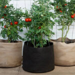 Growing with Smart Pots