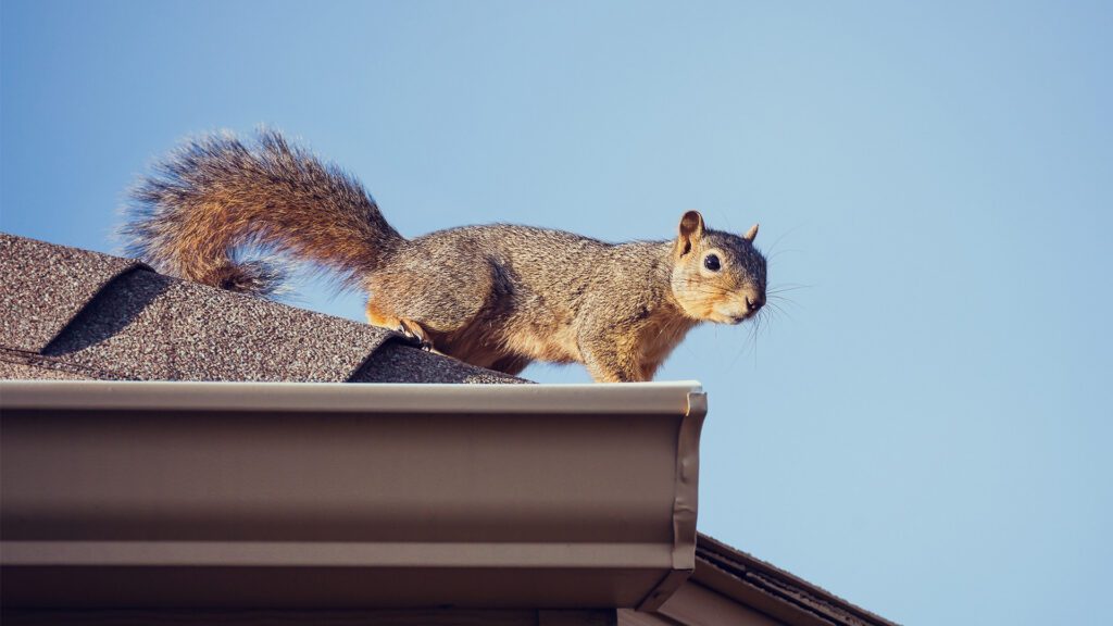Spring Is Coming … and So Are the Critters