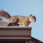 Spring Is Coming … and So Are the Critters