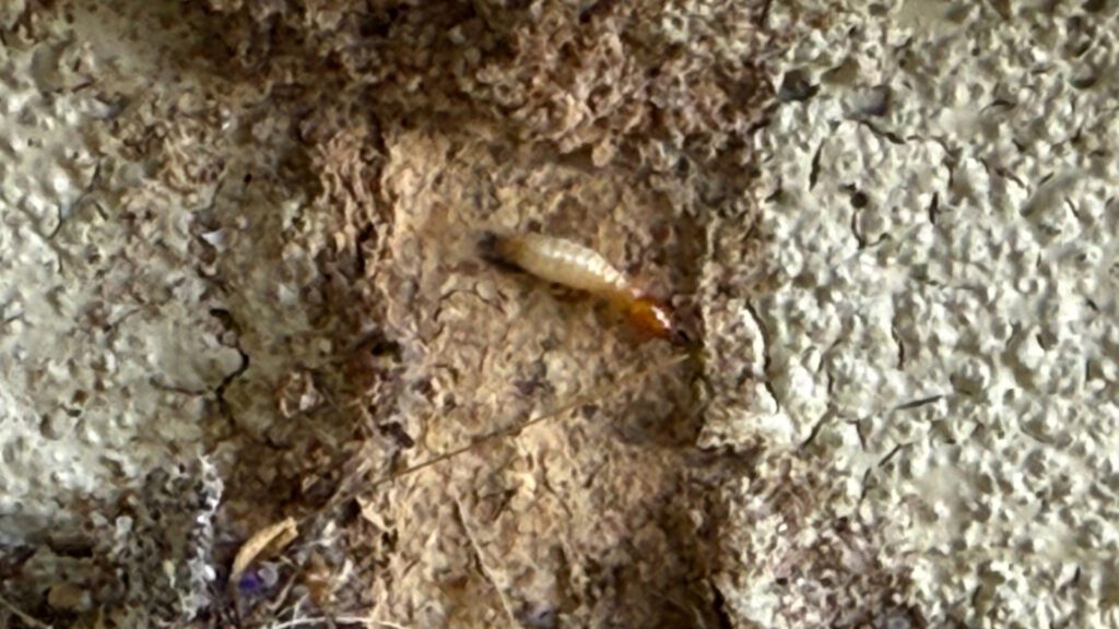 Pest Control for Subterranean Termites