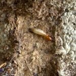 Pest Control for Subterranean Termites