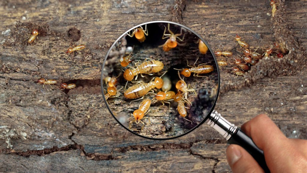 Texas Termite Alert: Prevent Costly Damage