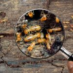 Texas Termite Alert: Prevent Costly Damage