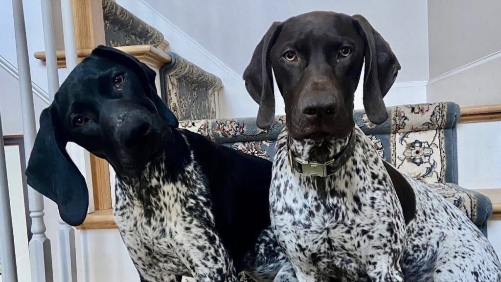 A Love Letter to the Dogs of the South Shore