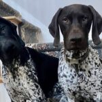 A Love Letter to the Dogs of the South Shore