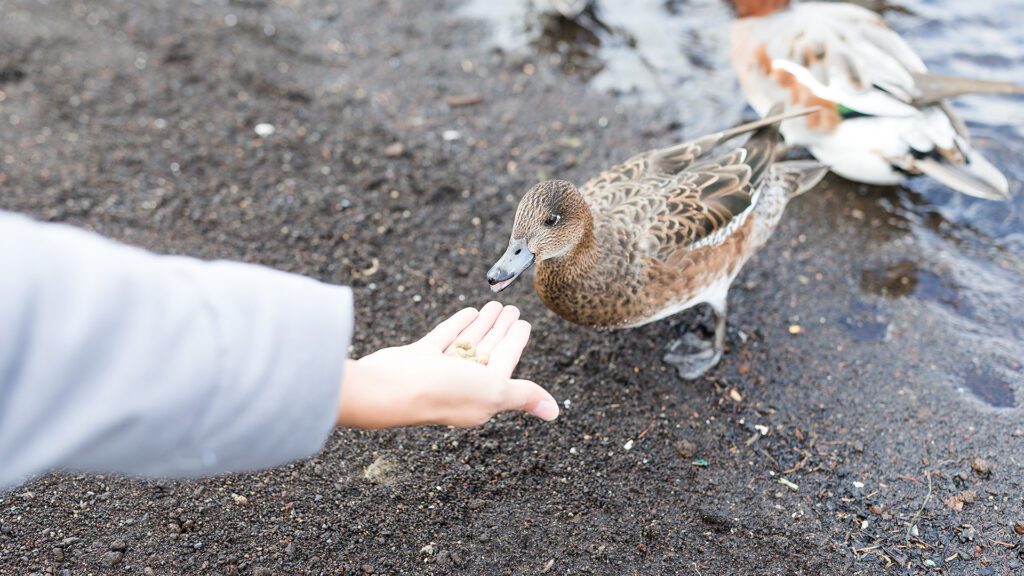 Are You a Duck? Calm on the Surface, Paddling Hard Underneath