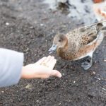 Are You a Duck? Calm on the Surface, Paddling Hard Underneath