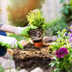 Flowering Gardening for Multiple Seasons of Interest: Our top perennials & shrubs to keep your garden blooming all summer long